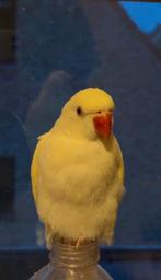 Halftamme halsbandparkieten, Dieren en Toebehoren, Vogels | Parkieten en Papegaaien, Meerdere dieren, Parkiet, Geringd