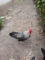 Haantje van 5 maanden oud, Dieren en Toebehoren, Mannelijk, Kip