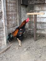 Shamo haan, Dieren en Toebehoren, Pluimvee