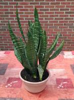 5 plantes Sansevière pot brun 50 CM 5 €, Ophalen, Vetplant, In pot, Minder dan 100 cm