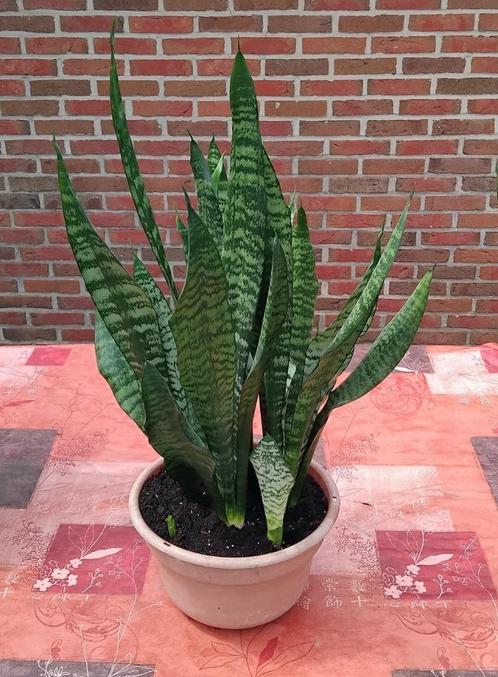 5 plantes Sansevière pot brun 50 CM 5 €, Huis en Inrichting, Kamerplanten, Vetplant, Minder dan 100 cm, Groene kamerplant, Volle zon