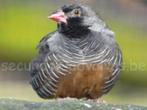 PATRIJS ASTRILDE, Meerdere dieren, Tropenvogel, Geringd