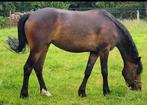 3,5 jarige BRP merrie grote D maat., Dieren en Toebehoren, Merrie, Gechipt, Springpony, 3 tot 6 jaar