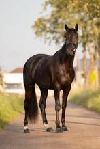 4j merrie Grand Galaxy Win x Lord leatherdale, Dieren en Toebehoren, Merrie, B, Dressuurpaard, 3 tot 6 jaar
