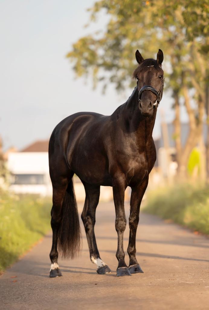 4j merrie Grand Galaxy Win x Lord leatherdale, Dieren en Toebehoren, Paarden, Merrie, B, 165 tot 170 cm, 3 tot 6 jaar, Dressuurpaard