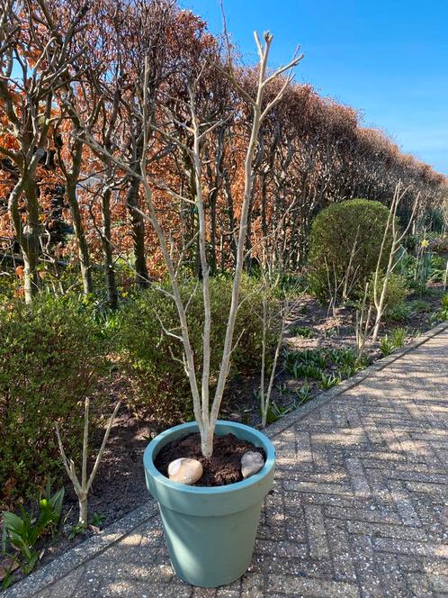 Hibiscus in pot. Winterhard!, Tuin en Terras, Planten | Tuinplanten, Vaste plant, Overige soorten, Halfschaduw, Zomer, Ophalen