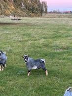 Mooi blauwschimmel Tan bokje, Dieren en Toebehoren, Schapen, Geiten en Varkens