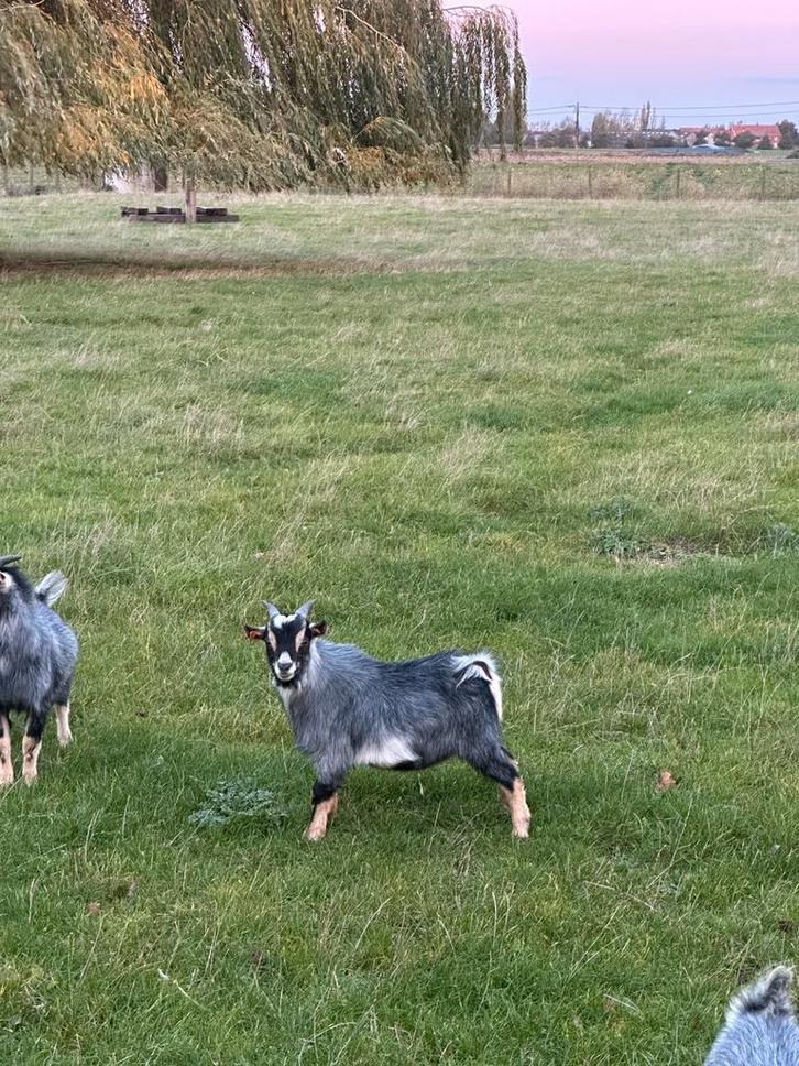 Mooi blauwschimmel Tan bokje, Dieren en Toebehoren, Schapen, Geiten en Varkens