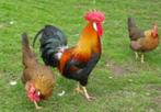 Legkippen Leghorn Porselein, Dieren en Toebehoren, Pluimvee, Kip