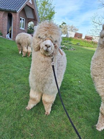 Alpaca wandel-merrie 2023 Lieke beschikbaar voor biedingen