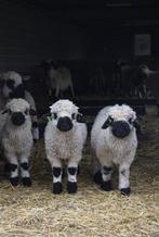 Walliser Schwarznase ramlam Quintijn, Schaap, Mannelijk, 0 tot 2 jaar