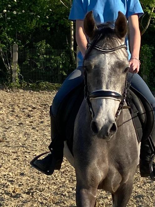 Lieve en geduldige 100% Arabier ruin 4jaar, Dieren en Toebehoren, Pony's, Ruin, Zadelmak, D pony (1.37m tot 1.48m), 3 tot 6 jaar