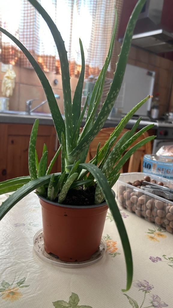 Aloë Vera - 12 plantjes in 1 pot!, Huis en Inrichting, Kamerplanten, Vetplant, Bloeiende kamerplant, Halfschaduw, Ophalen of Verzenden