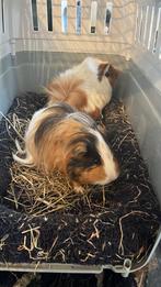 Gratis 2 cavia beertjes + kooi en toebehoren, Animaux & Accessoires, Rongeurs, Mâle, Domestique, Avril, Cobaye