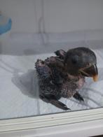 Edelpapegaai voor handopfok, Dieren en Toebehoren, Vrouwelijk, Papegaai, Geringd