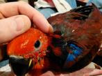 Nog 1 jonge tamme Edel-papegaai // Eclectus., Animaux & Accessoires, Oiseaux | Perruches & Perroquets, Femelle, Perroquet, Domestique