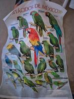 Canvas papegaaien Mexico, Dieren en Toebehoren, Vogels | Parkieten en Papegaaien