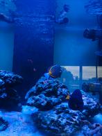 Bleu tang , japonicus , koppel clownvissen
