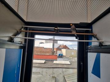 Man avondkernbijter beschikbaar voor biedingen