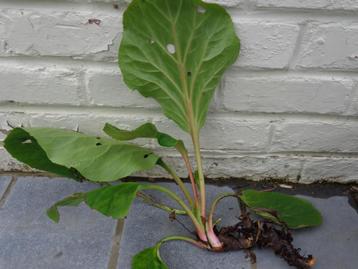 bergenia : plante de jardin