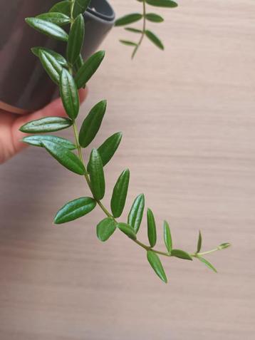 Hoya engleriana sp Vietnam beschikbaar voor biedingen