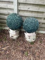 2 buxusbollen plastiek plaatsen in vaas/ bloempot., Tuin en Terras, Ophalen, Zo goed als nieuw