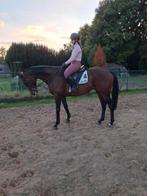 Bomproof recreatie springpaard, Dieren en Toebehoren, Paarden, Ruin, Springpaard