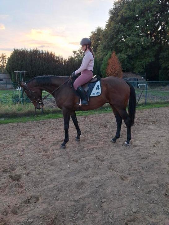 Bomproof recreatie springpaard, Dieren en Toebehoren, Paarden, Ruin, Springpaard