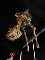 Stier goud skelet xxl, Ophalen