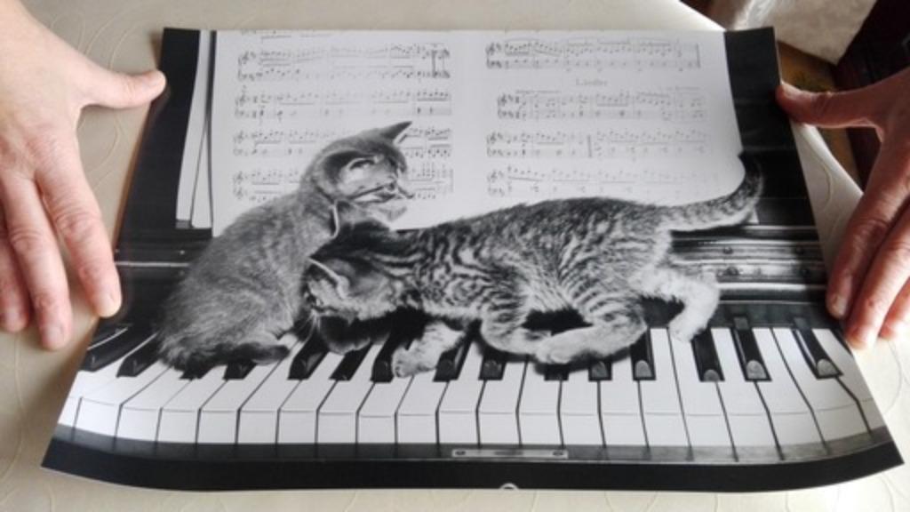 poster poes kat piano, Enlèvement ou Envoi, Neuf