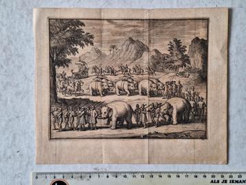 18de eeuwse gravure Olifanten uit 1727 beschikbaar voor biedingen