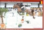 fokmerrie, Dieren en Toebehoren, Paarden, Merrie, Springpaard, Z, Gechipt