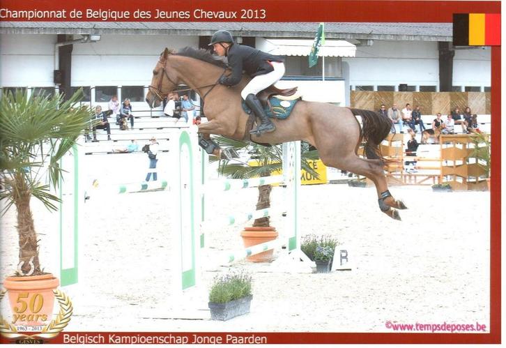 fokmerrie, Dieren en Toebehoren, Paarden, Merrie, Z, 170 tot 175 cm, 11 jaar of ouder, Springpaard, Met stamboom, Gechipt, Ontwormd
