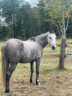 Verzorgers gevraagd / gezocht, Dieren en Toebehoren