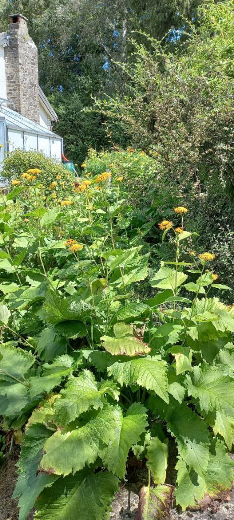 semences de telekia speciosa, Tuin en Terras, Bloembollen en Zaden, Zaad, Ophalen of Verzenden
