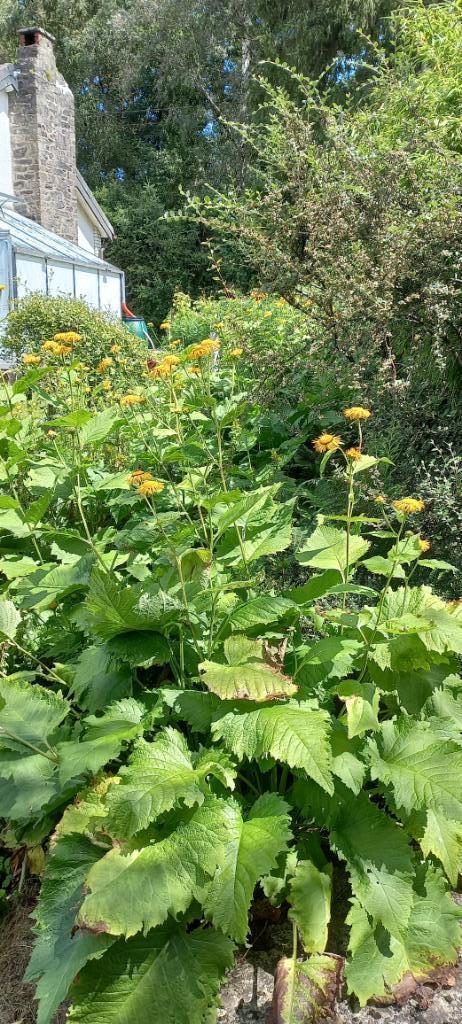 semences de telekia speciosa, Jardin & Terrasse, Bulbes & Semences, Graine, Enlèvement ou Envoi