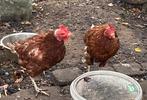 2 kippen, Dieren en Toebehoren
