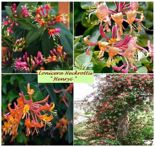 CHÈVREFEUILLE ORNEMENTAL Lonicera H. "HENRYI", En pot, 7€/pc, Jardin & Terrasse, Plantes | Jardin, Plante fixe, Plantes grimpantes