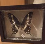 Vlinder in dieptekader, papilio lormieri, Ophalen