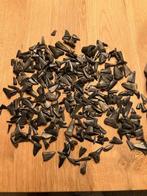 Haaientanden, Verzamelen, Mineralen en Fossielen, Verzenden