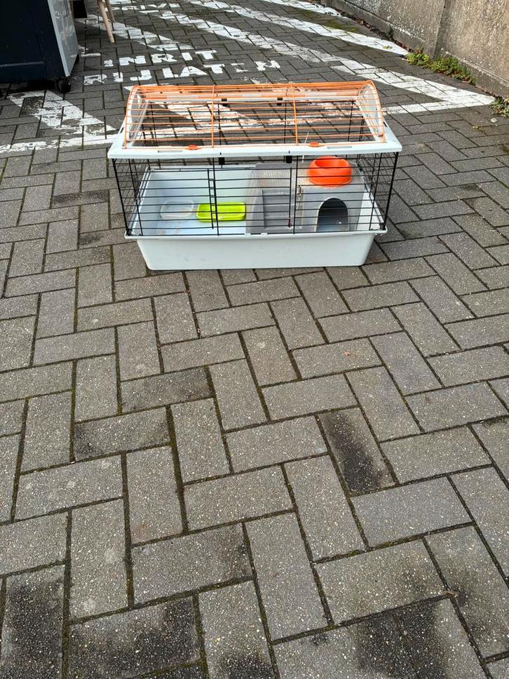 Cavia hok geschikt voor 2 cavia’s, Dieren en Toebehoren, Knaagdieren en Konijnen | Hokken en Kooien, Zo goed als nieuw, Hok, Cavia
