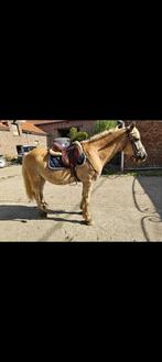 Veelzijdige haflinger pony 1000% bombroof, Dieren en Toebehoren, B, Gechipt, Ruin, C pony (1.27m tot 1.37m)