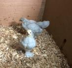 2 jeunes poules Brahma gris perle, Animaux & Accessoires, Volatiles