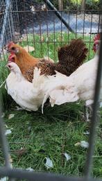 Kriel kippen, Dieren en Toebehoren, Pluimvee