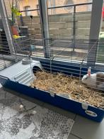 Konijnenhok + konijn bicolor, Animaux & Accessoires, Rongeurs & Lapins | Cages & Clapiers, Lapin, Cage, Enlèvement ou Envoi