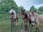 AMHA miniatuurpaarden, Hengst
