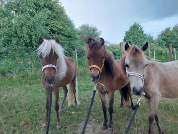 AMHA miniatuurpaarden  beschikbaar voor biedingen