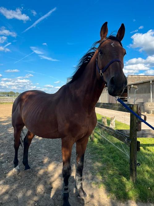 Recreatie paard te lease enkel oprechte interesse!!, Dieren en Toebehoren, Paarden, Ruin, M, 160 tot 165 cm, 7 tot 10 jaar, Springpaard