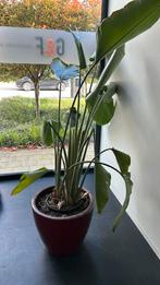 Plant in mooie bordeauxrode pot, Huis en Inrichting, Ophalen of Verzenden