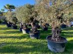 NU nieuwe aanvoer OLIJFBOMEN olea europaea TE KOOP, 100 tot 250 cm, Olijfboom, Zomer, Ophalen